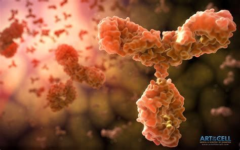 Antibodies-IgG1 3D medical illustration - Medical & Scientific Video ... 