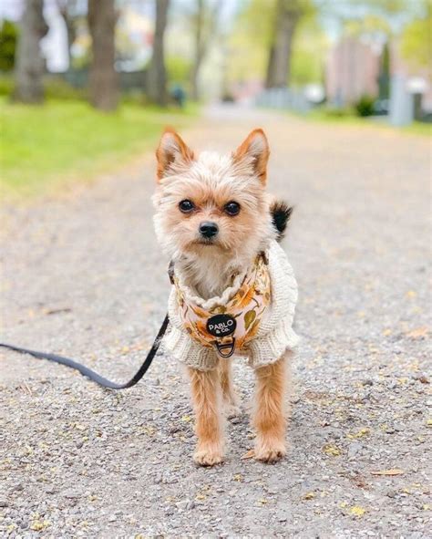 Yorkie Pom Or Porkie Yorkie And Pomeranian Mix Info Pictures Facts