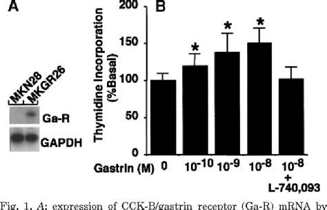 Figure From Gastrin Induces Cxc Chemokine Expression In Gastric