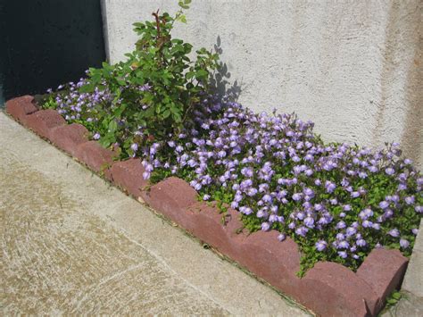 weed control - What is a good ground cover for street frontage instead ...