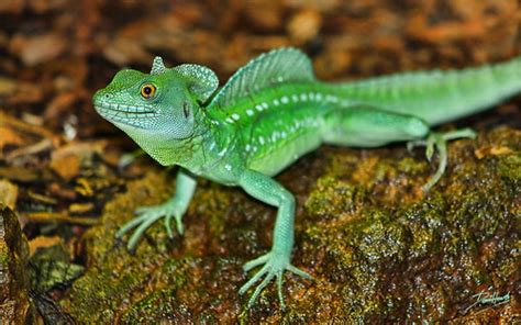 Basiliscus Plumifrons Young Male Lhg Creative Photography Flickr