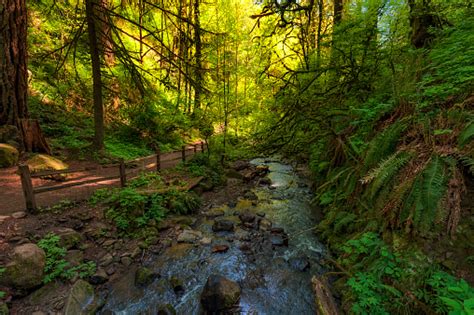 Forest Park Trail In Portland Oregon Stock Photo - Download Image Now ...