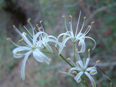 Soap Plant