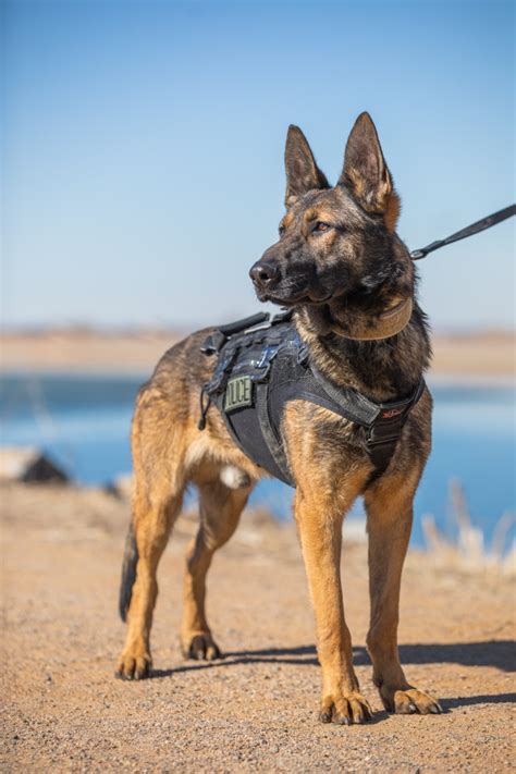 Help Name The New Canine Cop At The Frederick Police Department