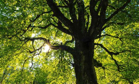 7 Simple Steps To Keep Your Trees Healthy Thriving