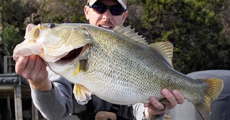 When Do Bass Spawn See The Nationwide Spawning Expectancy