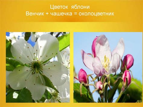Строение цветка - презентация онлайн