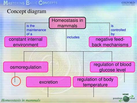 Homeostasis In Mammals Ppt Download