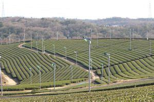 山口県｜Drink LEAF TEA and Protect Nature｜CHAMART