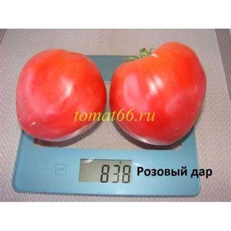 Розовый дар