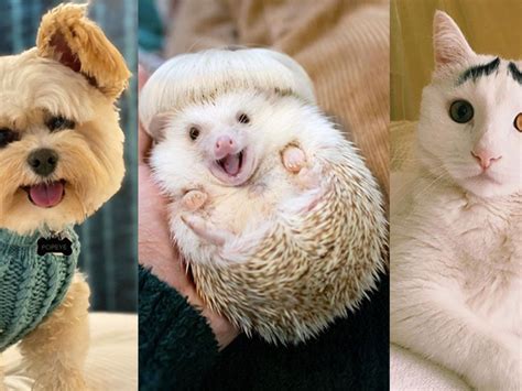 Famous Photos Of Animals
