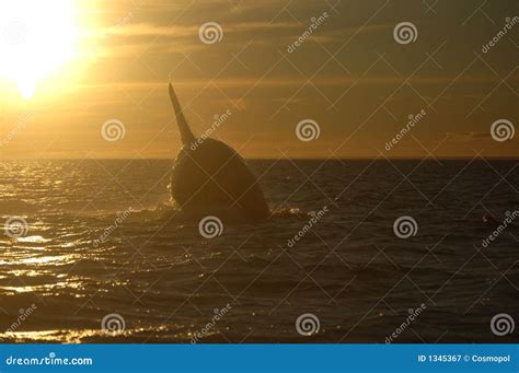 Whale jumping at sunset stock image. Image of argentina - 1345367