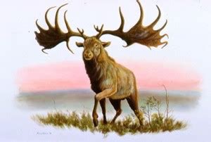 Irish Elk Facts, Habitat, Pictures, Behavior, Antlers and Range