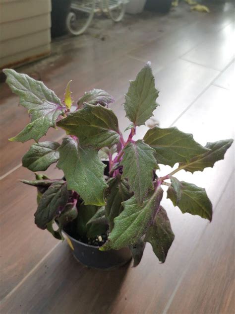 Gynura Aurantiaca Purple Passion Or Velvet Plant Furniture And Home