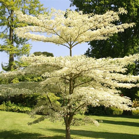 Cornus Controversa Erica Garden