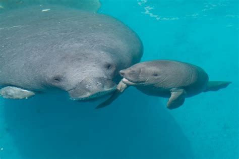 Rescued Manatee Gives Birth Animal Fact Guide