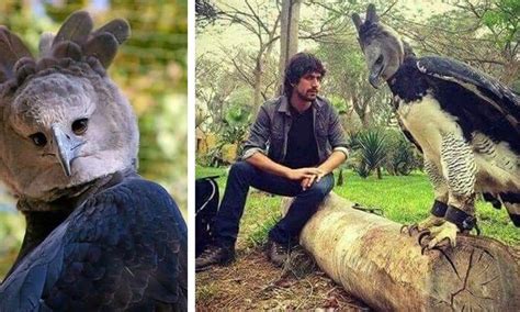 harpy eagle - Fort Collins Museum of Discovery