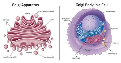 Golgi Apparatus: The Traffic Police of Cell : Plantlet 
