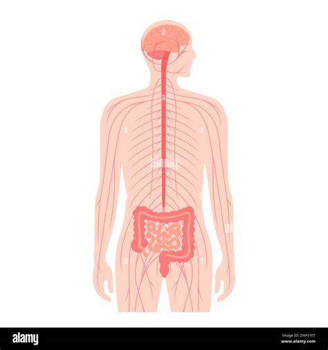 Gut Brain Connection Illustration Stock Photo Alamy