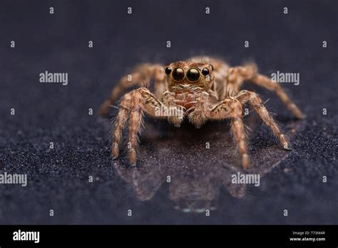 Sparkling eyes hi-res stock photography and images - Alamy