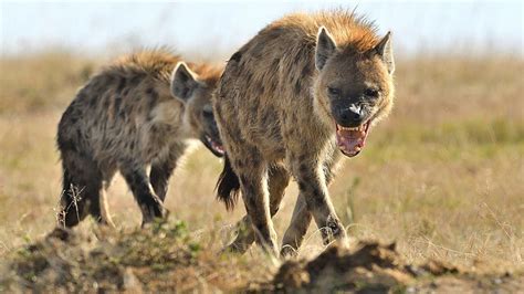 hyenas Archives | animalfoodplanet