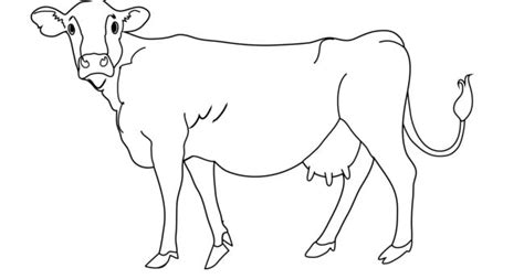 Cow Template Animal Templates Free And Premium Templates