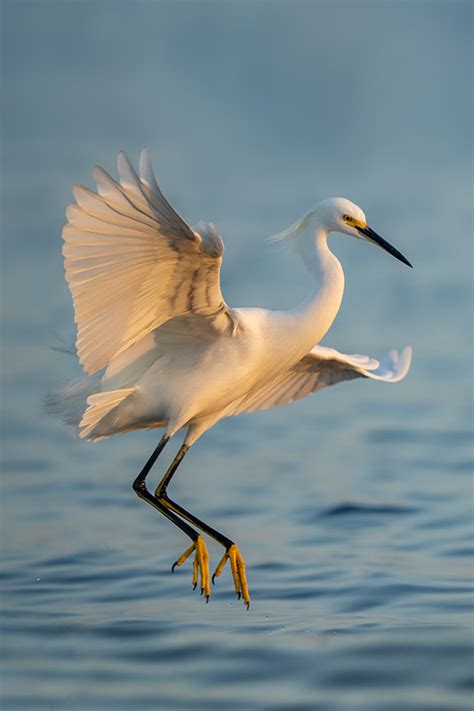 Snowy Egret Taking Flight Photography By Mark H Brown