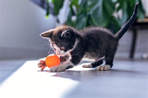 8 Fun Games to Play With Your Cat (and One to Avoid)