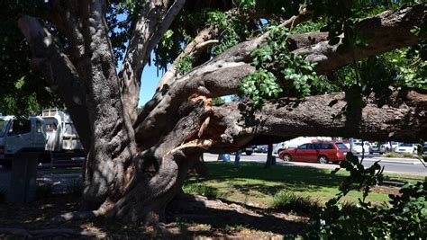 Divine intervention: Collapse of historic tree leaves locals shaken