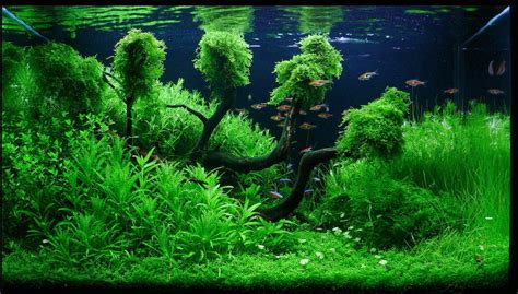 Aquascape Wallpaper K Imagesee