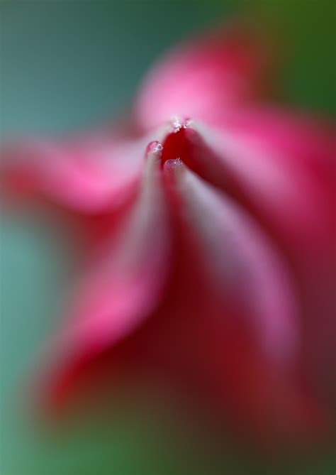 The Summer Twist For A Hbw Mandevilla Dipladenia Flickr