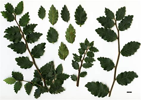 Zelkova Trees And Shrubs Online