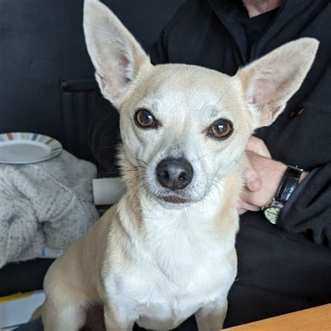 Tear stains in chihuahuas and how to prevent them.