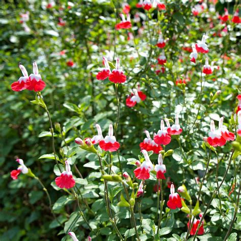 Salvia "Hot Lips" - Hello Hello Plants & Garden Supplies