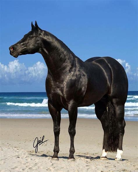 Beautiful black quarter horse | Horse breeds, Beautiful horses, Quarter ...