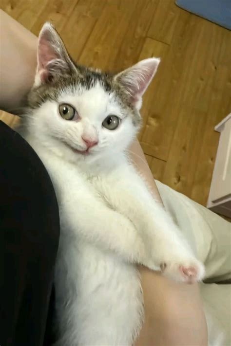 funny cat expressions cute cat faces hilarious cat