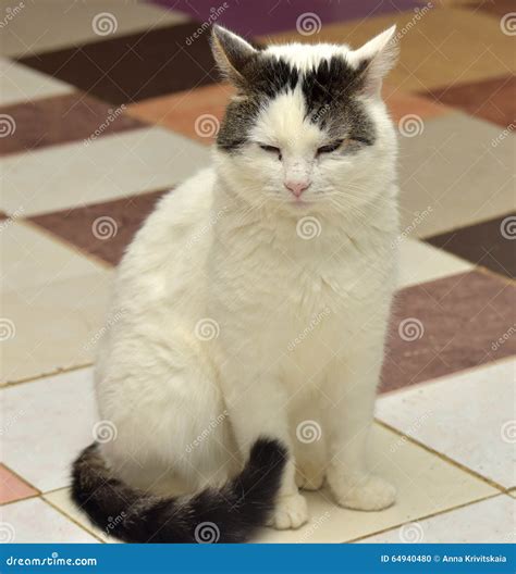 White cat with brown stock photo. Image of orange, cuddly - 64940480