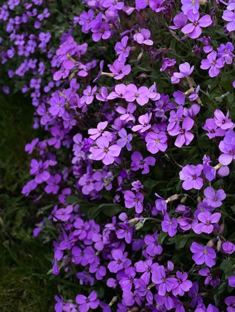 Close Up Of Purple Flowers · Free Stock Photo