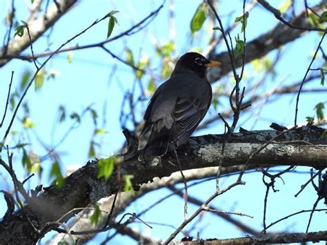 Bird Travel Photos Birding Sites Bird Information American Robin