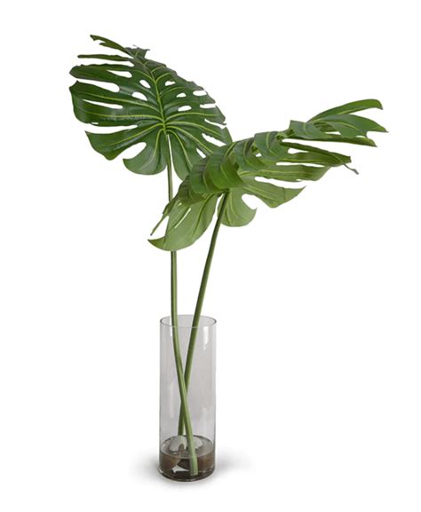 Swiss Cheese Plant Care How Often Should I Water My Plant