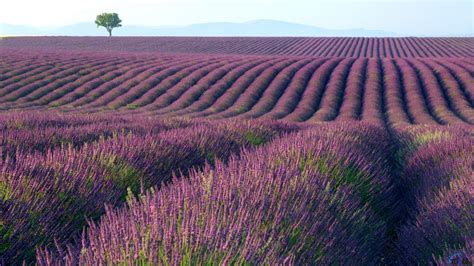 🔥 [40+] Lavender Fields Desktop Wallpapers | WallpaperSafari