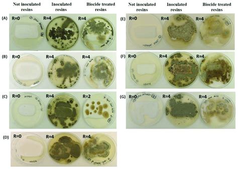 Representative Visual Observations Of The Fungal Growth After 7 Days Of