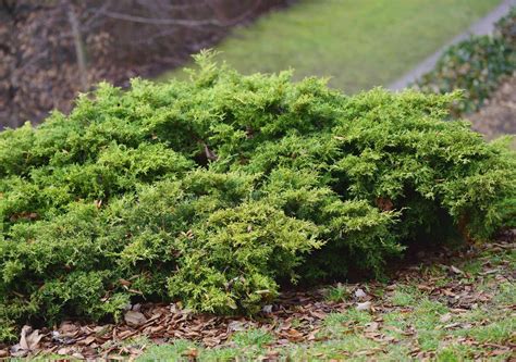 How to Grow and Care for Creeping Juniper | Ground cover, Plant care