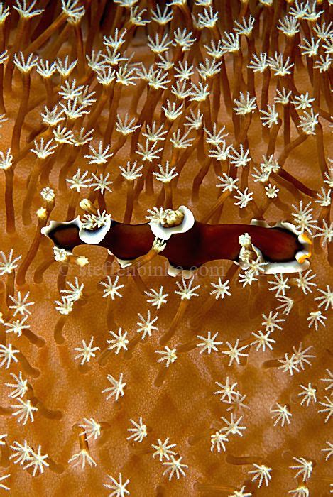 Flatworm Over Soft Coral Great Barrier Reef