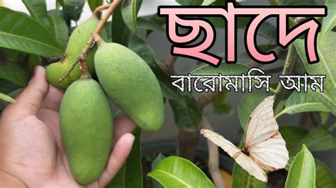 ছাদ বাগানে বারোমাসি আম Ll টবে বারোমাসি আম Ll ছাদ বাগানে বারোমাসি আম চাষ