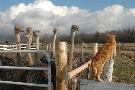 Sustainability | OstrichLand