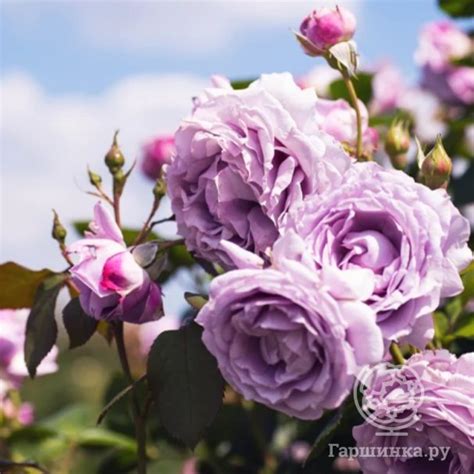 Роза Индиголетта плетистая, Питомник Розы Фокино купить в Москве по ...