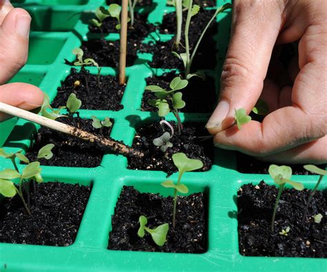 How to grow kohlrabi: expert tips on growing turnip cabbage | Homes and