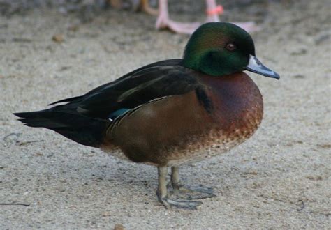 Wood Duck Hybrids Pictures including Mallard x Wood Duck | Wood ducks