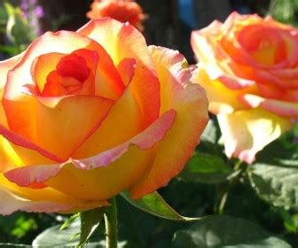 Саженцы чайно-гибридных роз купить